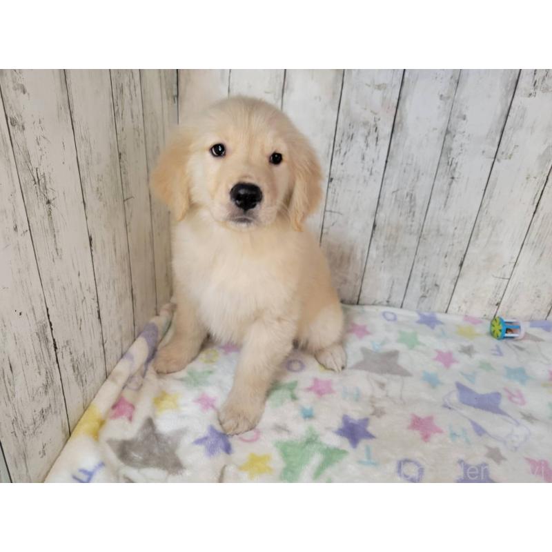 販売中の三重県のゴールデンレトリーバー-431803の2枚目