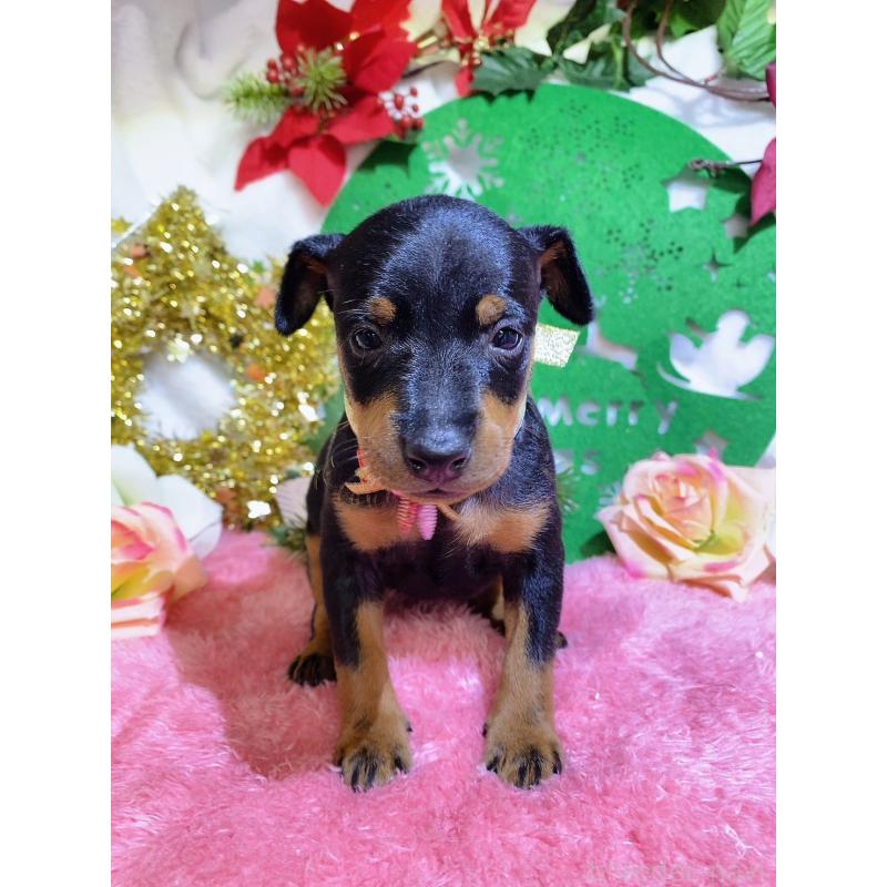 販売中の千葉県のトイマンチェスターテリア-429774の5枚目