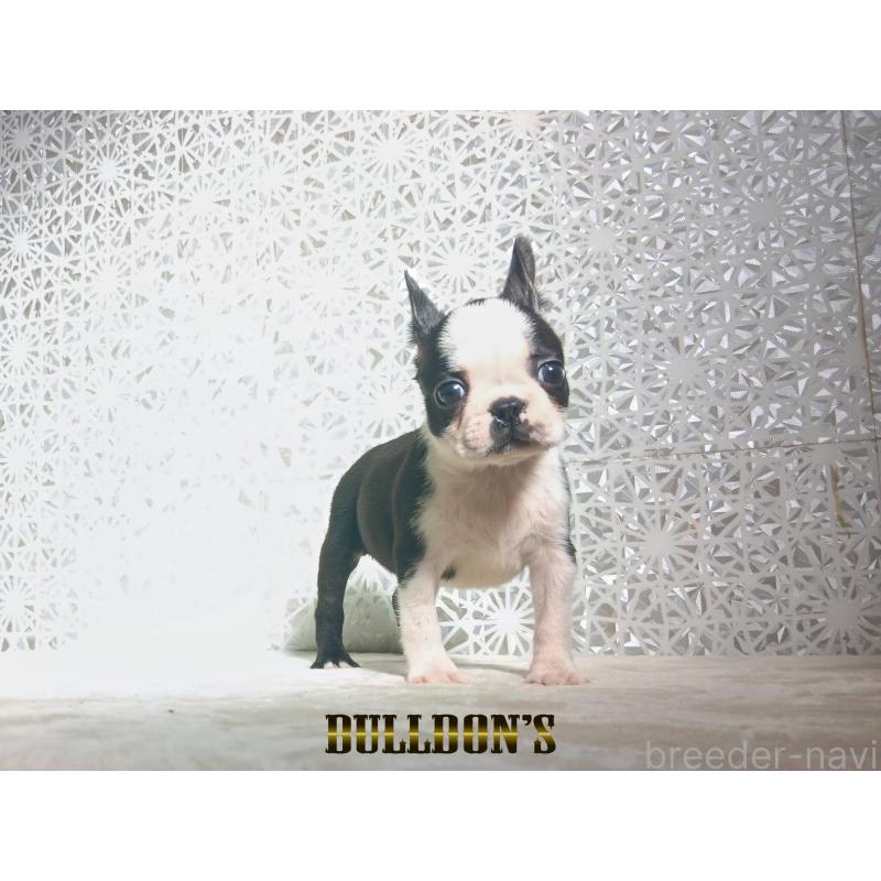 販売中の東京都のボストンテリア-431808