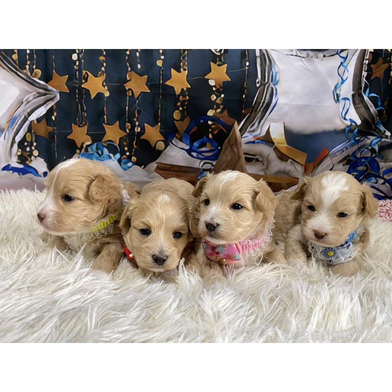 販売中の神奈川県のマルプー:マルチーズ×トイプードル-431805の9枚目