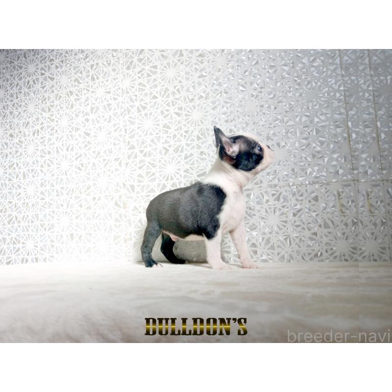 販売中の東京都のボストンテリア-431808の8枚目