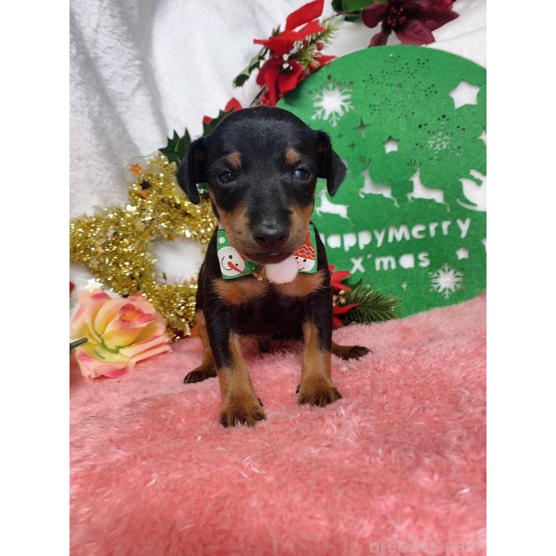 販売中の千葉県のトイマンチェスターテリア-429771の5枚目