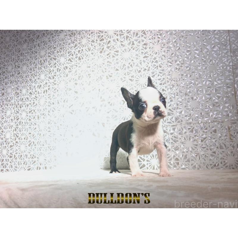 販売中の東京都のボストンテリア-431808の7枚目