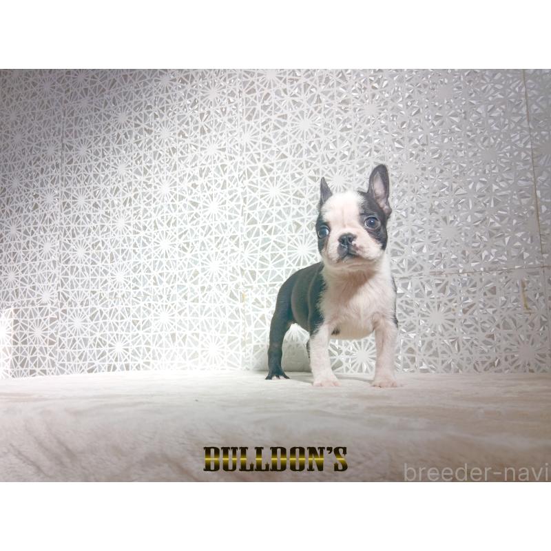 販売中の東京都のボストンテリア-431808の6枚目