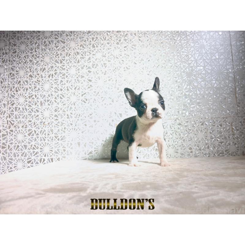 販売中の東京都のボストンテリア-431808の5枚目