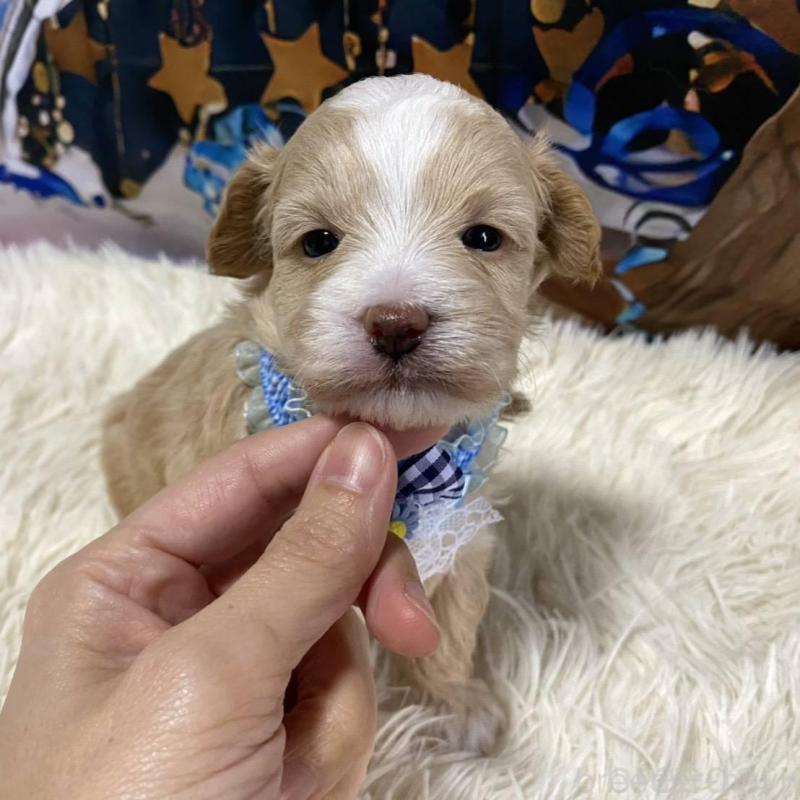 販売中の神奈川県のマルプー:マルチーズ×トイプードル-431805の5枚目