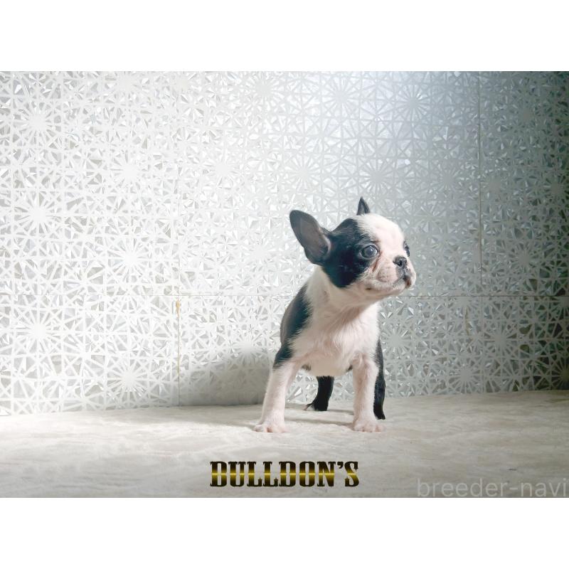 販売中の東京都のボストンテリア-431808の4枚目