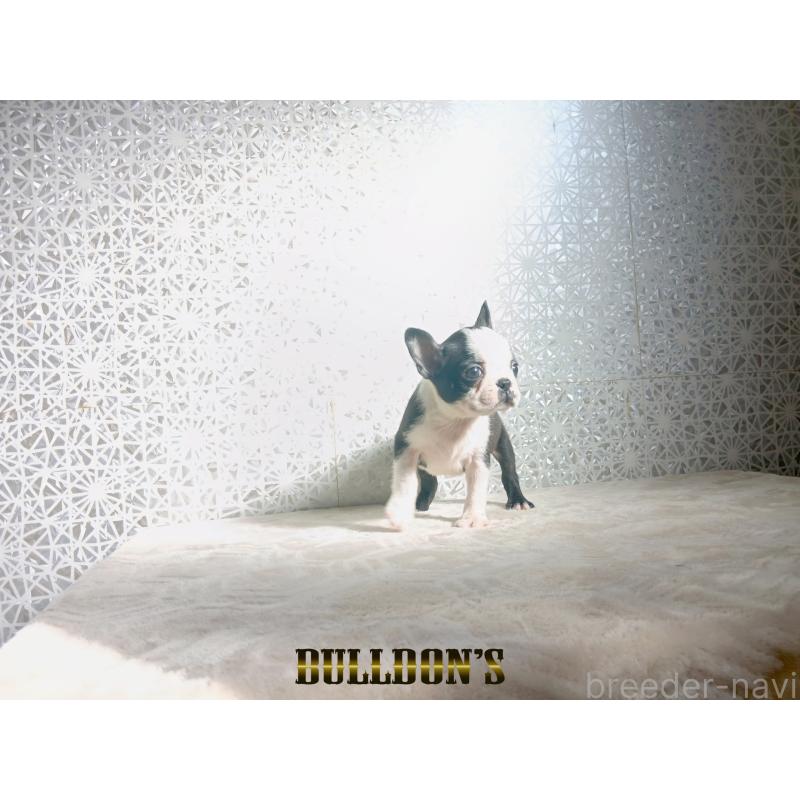 販売中の東京都のボストンテリア-431808の3枚目