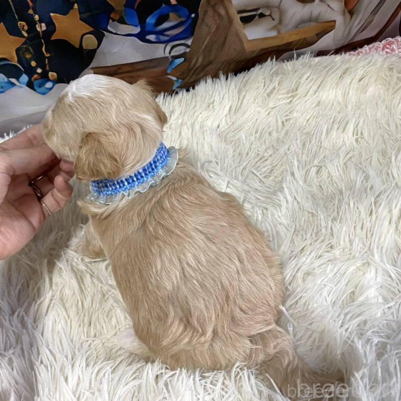 販売中の神奈川県のマルプー:マルチーズ×トイプードル-431805の4枚目