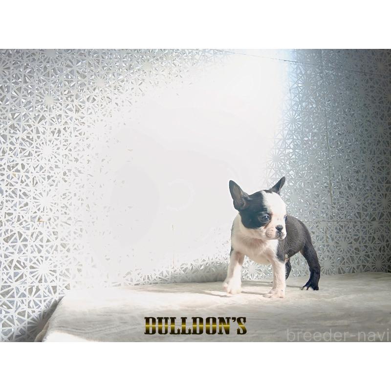 販売中の東京都のボストンテリア-431808の2枚目