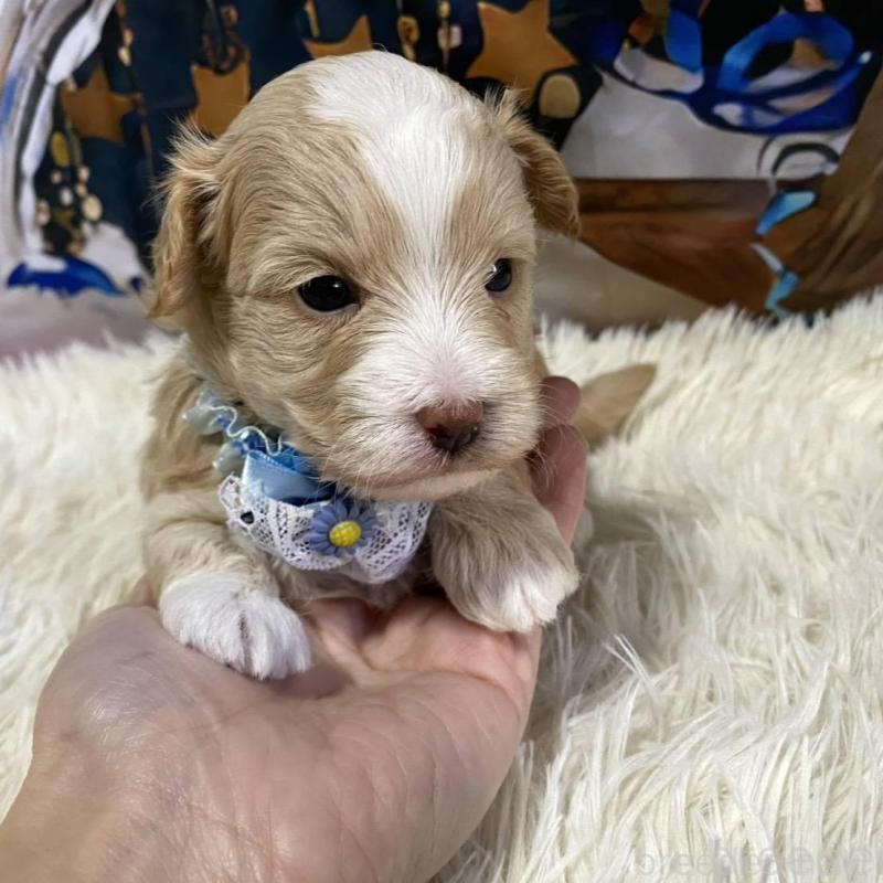 販売中の神奈川県のマルプー:マルチーズ×トイプードル-431805の3枚目