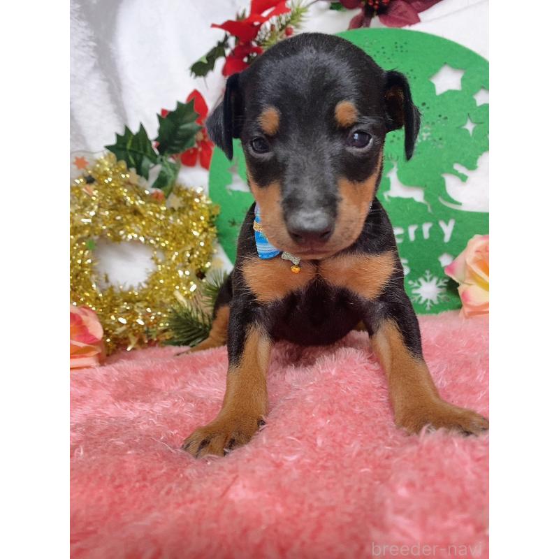 成約済の千葉県のトイマンチェスターテリア-429769の5枚目