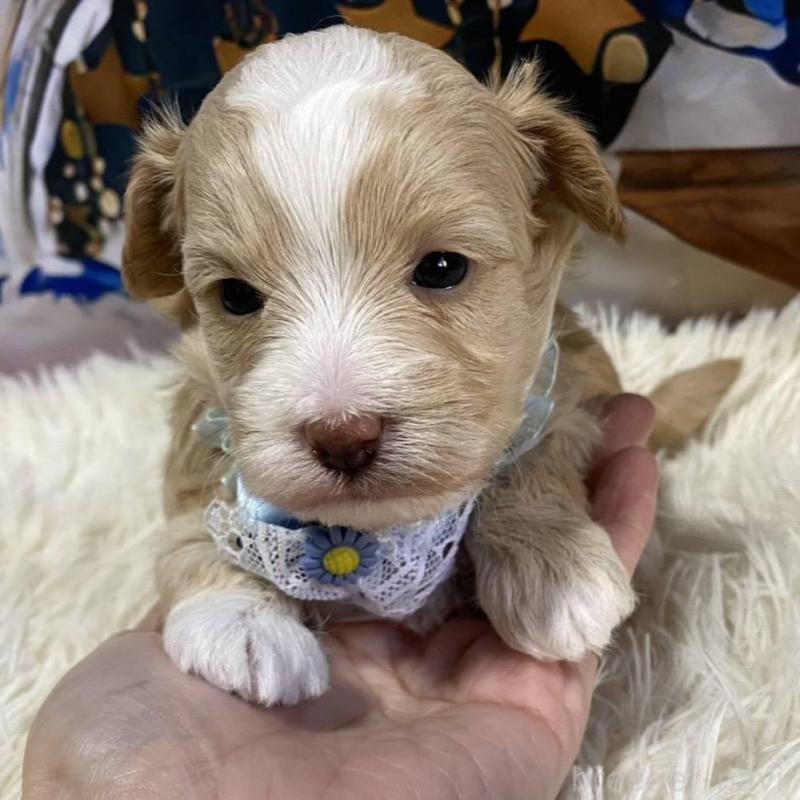 販売中の神奈川県のマルプー:マルチーズ×トイプードル-431805