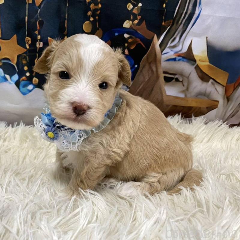 販売中の神奈川県のマルプー:マルチーズ×トイプードル-431805の2枚目