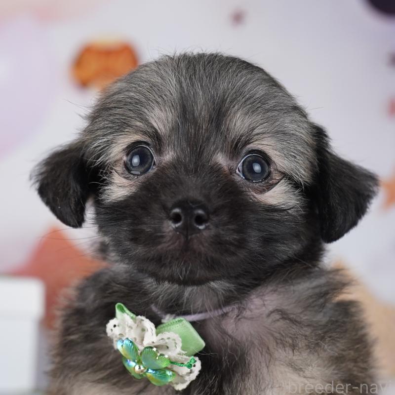 販売中の神奈川県のチワプー:チワワ×トイプードル-431809の1枚目