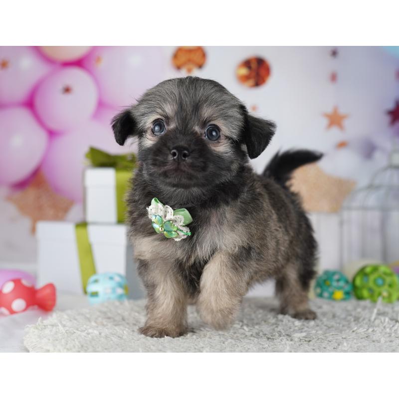 販売中の神奈川県のチワプー:チワワ×トイプードル-431809の14枚目