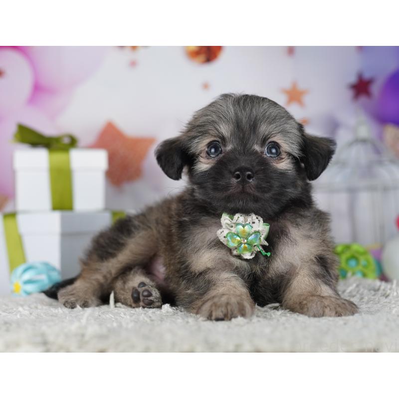 販売中の神奈川県のチワプー:チワワ×トイプードル-431809の13枚目