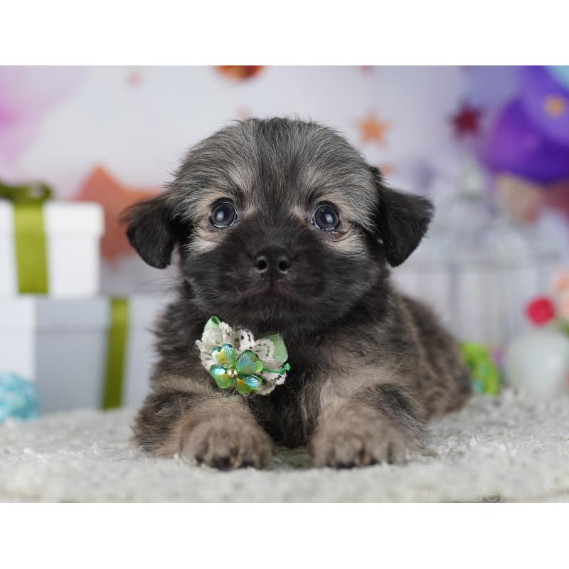 販売中の神奈川県のチワプー:チワワ×トイプードル-431809の12枚目