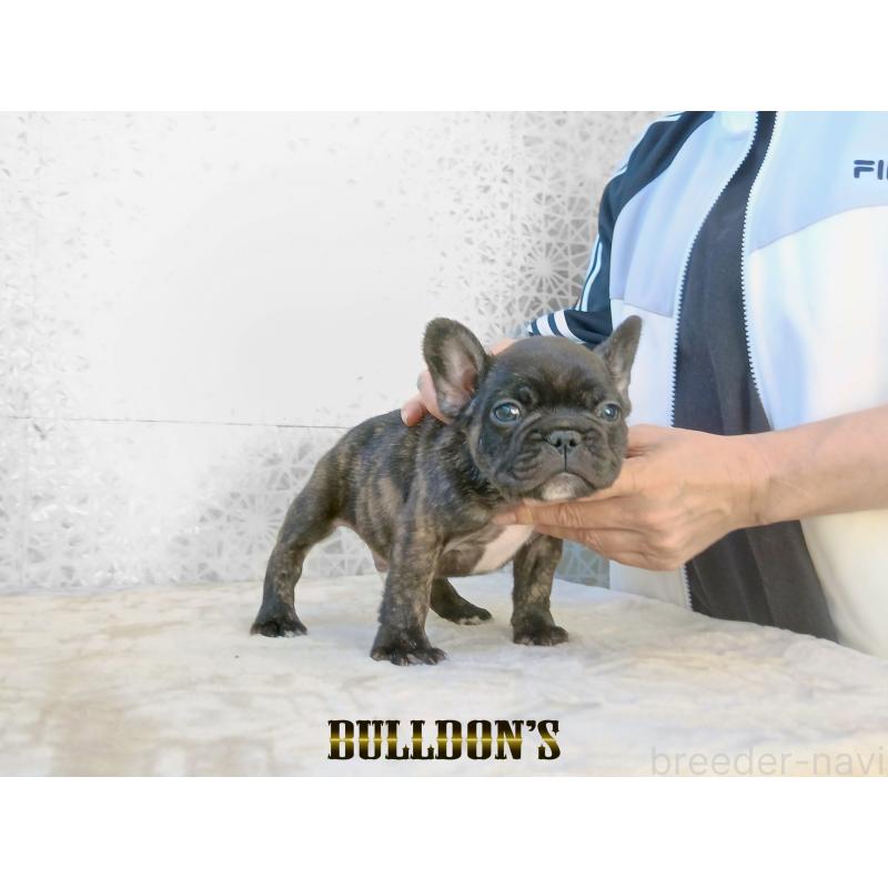 販売中の東京都のフレンチブルドッグ-431810の2枚目
