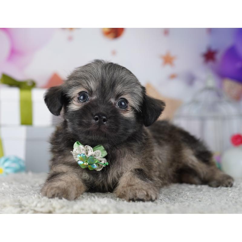 販売中の神奈川県のチワプー:チワワ×トイプードル-431809の11枚目