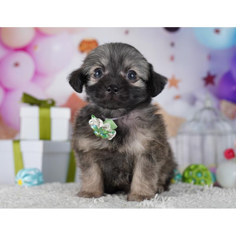 販売中の神奈川県のチワプー:チワワ×トイプードル-431809の10枚目