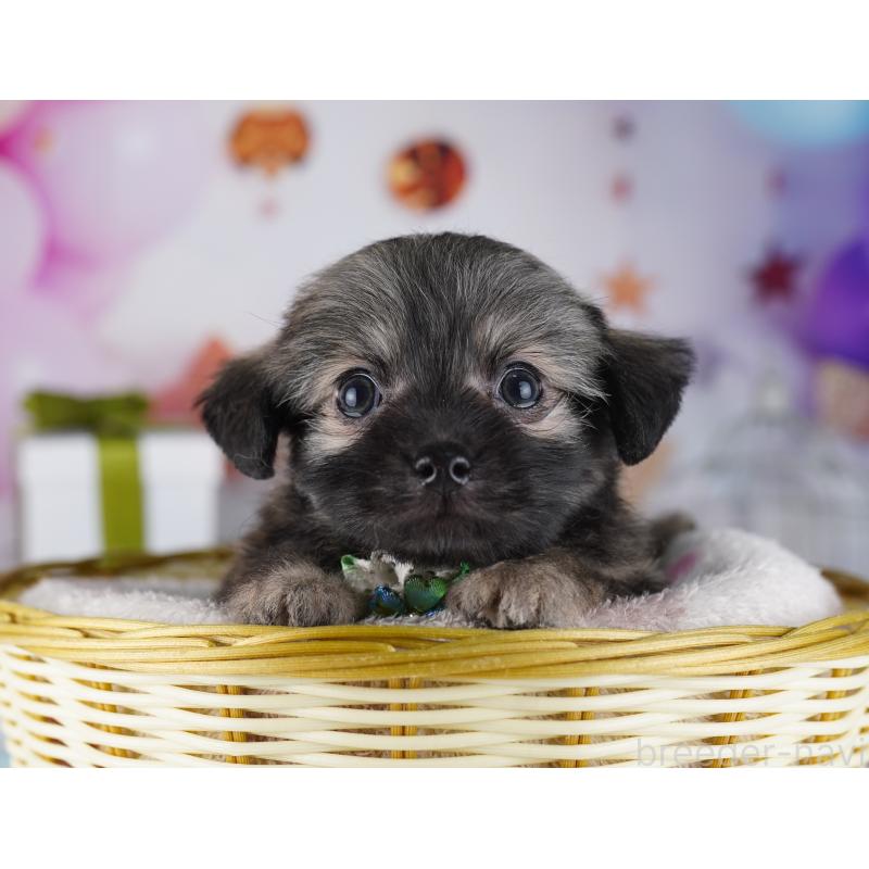 販売中の神奈川県のチワプー:チワワ×トイプードル-431809の9枚目