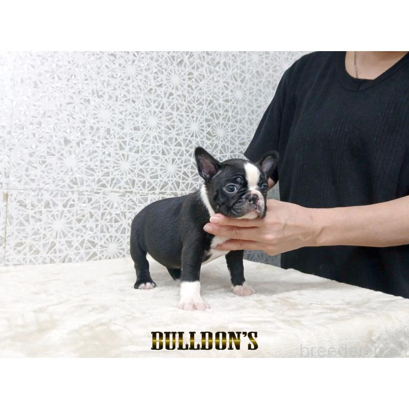 販売中の東京都のボストンテリア-431812の5枚目