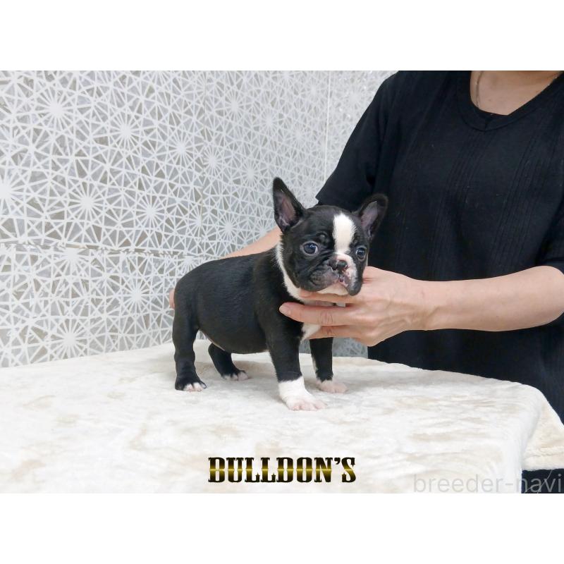 販売中の東京都のボストンテリア-431812の4枚目