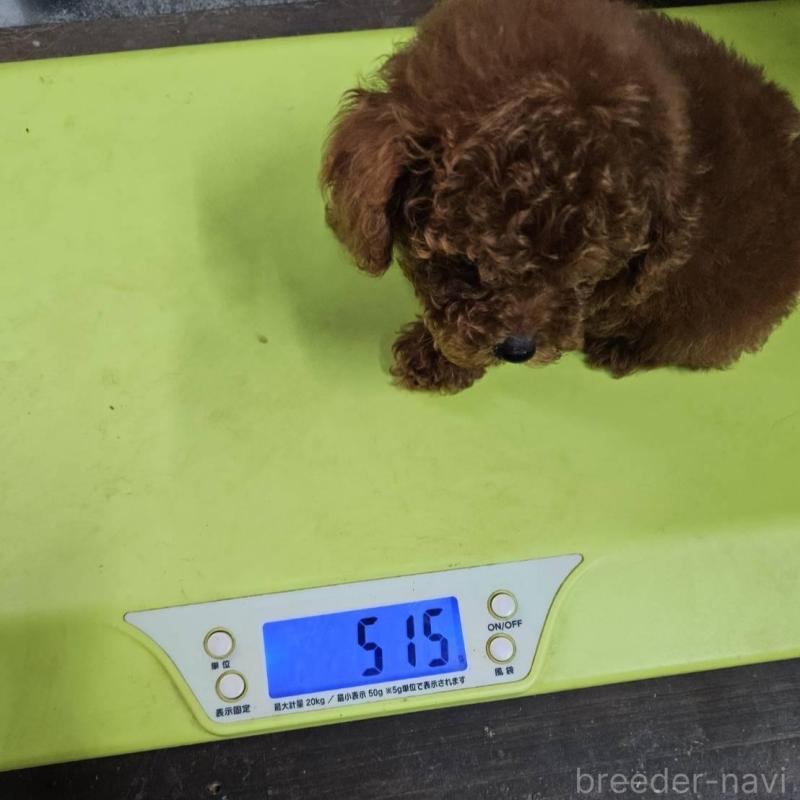 販売中の兵庫県のタイニープードル-431811の4枚目