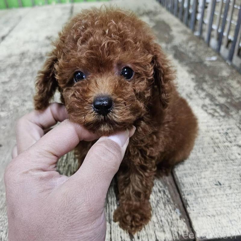 販売中の兵庫県のタイニープードル-431811の3枚目
