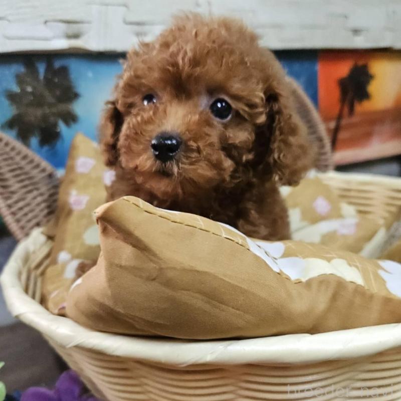 販売中の兵庫県のタイニープードル-431811の2枚目