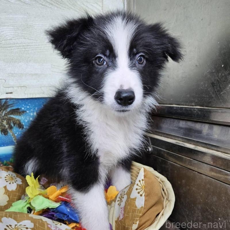 販売中の兵庫県のボーダーコリー-431814の4枚目