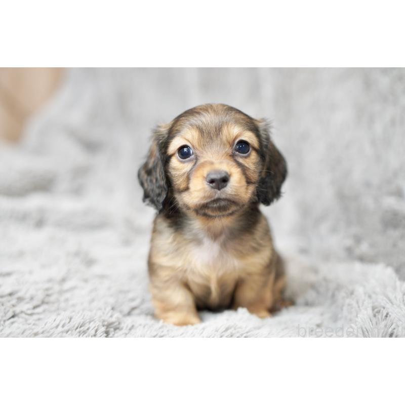 販売中の滋賀県のミニチュアダックスフンド(ロングヘアード)-431815