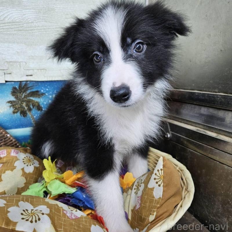 販売中の兵庫県のボーダーコリー-431814の3枚目