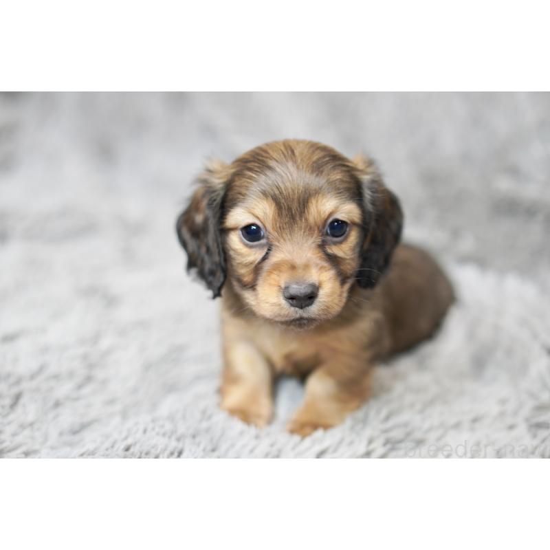 販売中の滋賀県のミニチュアダックスフンド(ロングヘアード)-431815の11枚目