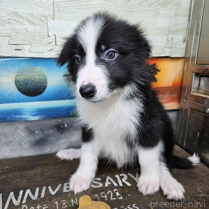 販売中の兵庫県のボーダーコリー-431814の1枚目