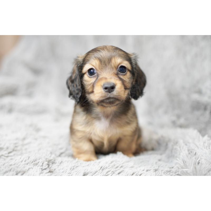 販売中の滋賀県のミニチュアダックスフンド(ロングヘアード)-431815の10枚目