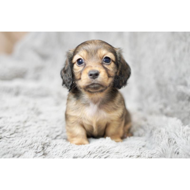 販売中の滋賀県のミニチュアダックスフンド(ロングヘアード)-431815の9枚目