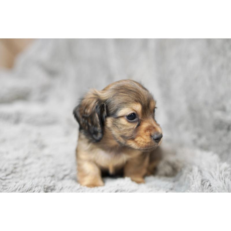 販売中の滋賀県のミニチュアダックスフンド(ロングヘアード)-431815の8枚目