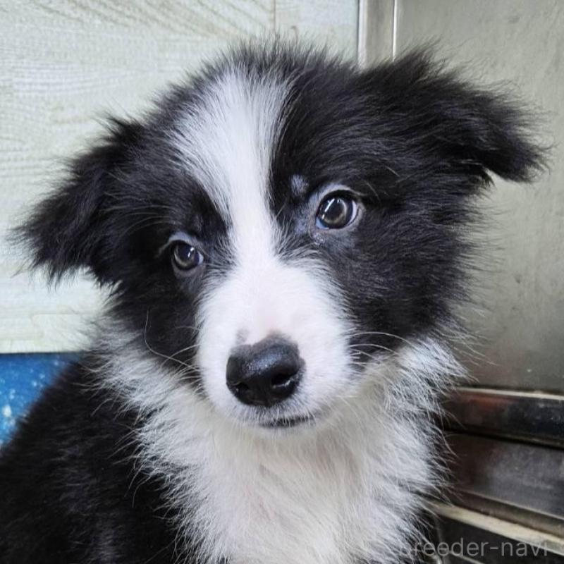 販売中の兵庫県のボーダーコリー-431814の2枚目