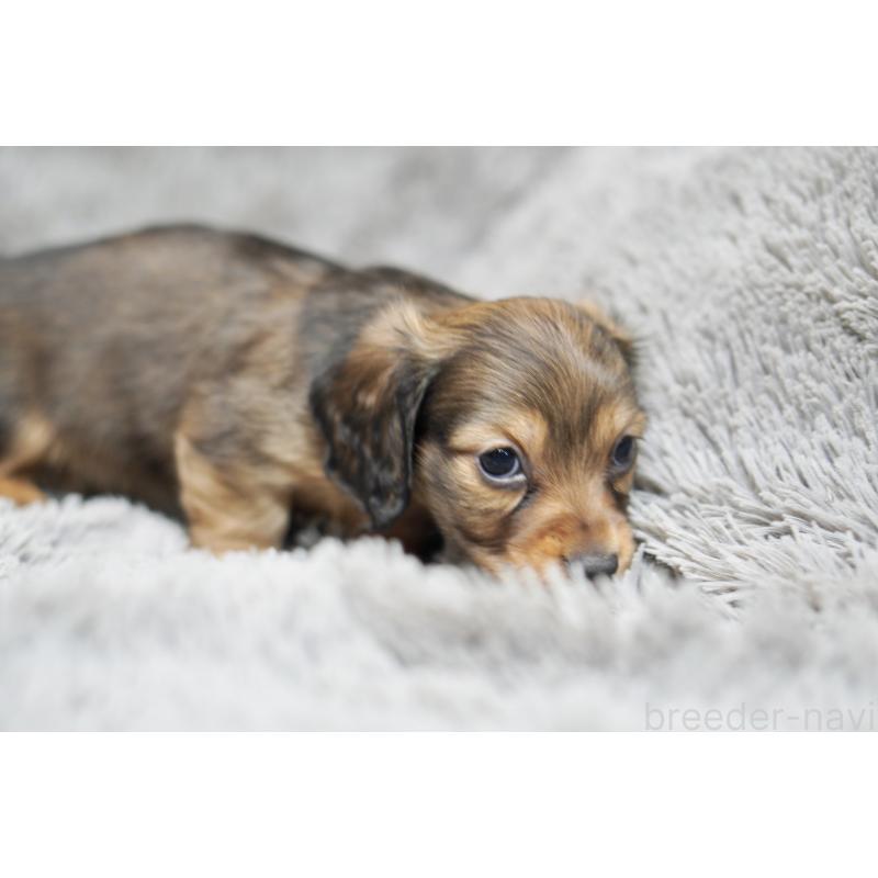 販売中の滋賀県のミニチュアダックスフンド(ロングヘアード)-431815の7枚目