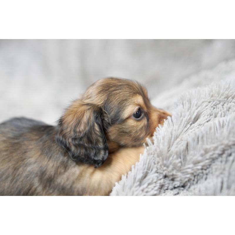 販売中の滋賀県のミニチュアダックスフンド(ロングヘアード)-431815の6枚目