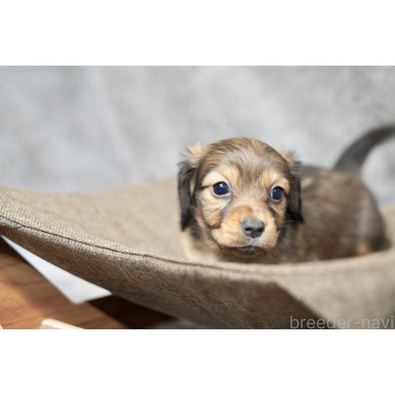 販売中の滋賀県のミニチュアダックスフンド(ロングヘアード)-431815の5枚目