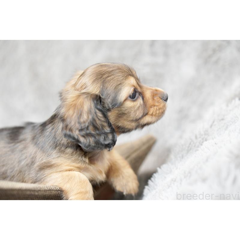 販売中の滋賀県のミニチュアダックスフンド(ロングヘアード)-431815の4枚目