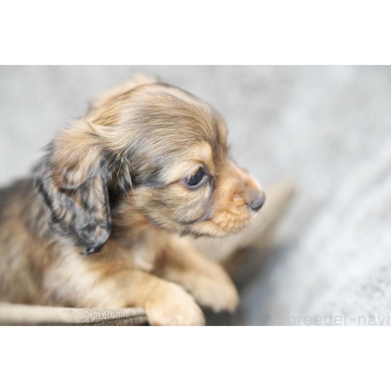 販売中の滋賀県のミニチュアダックスフンド(ロングヘアード)-431815の3枚目