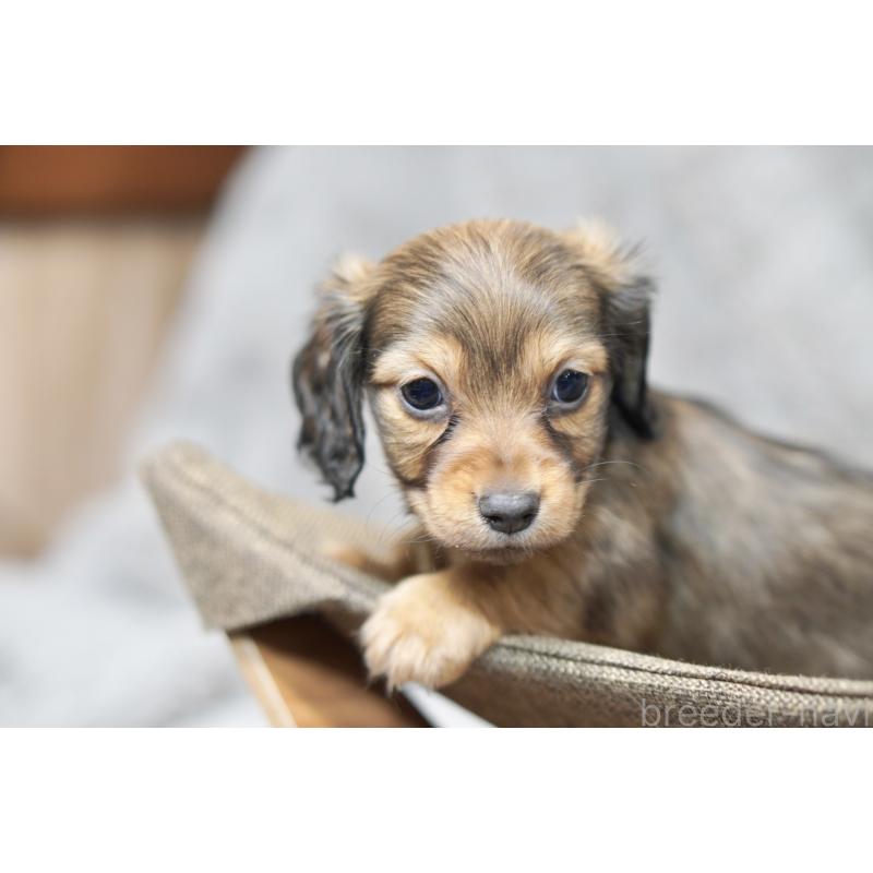 販売中の滋賀県のミニチュアダックスフンド(ロングヘアード)-431815の2枚目