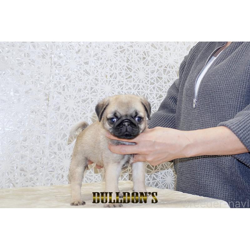 販売中の東京都のパグ-431816の1枚目