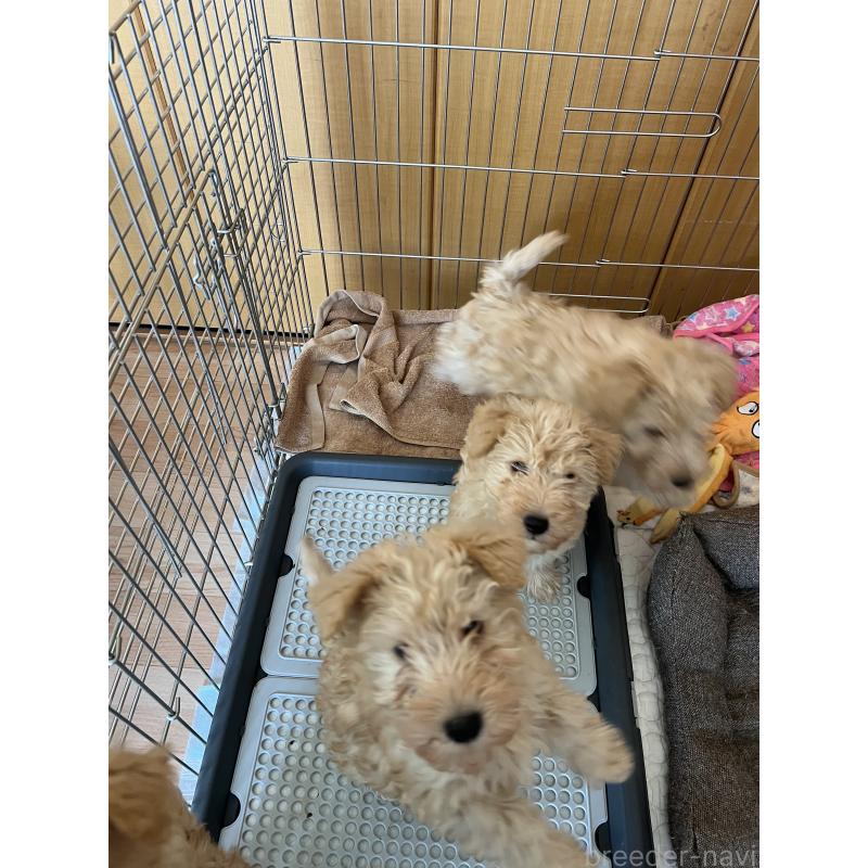 販売中の埼玉県のレークランドテリア-431818の5枚目