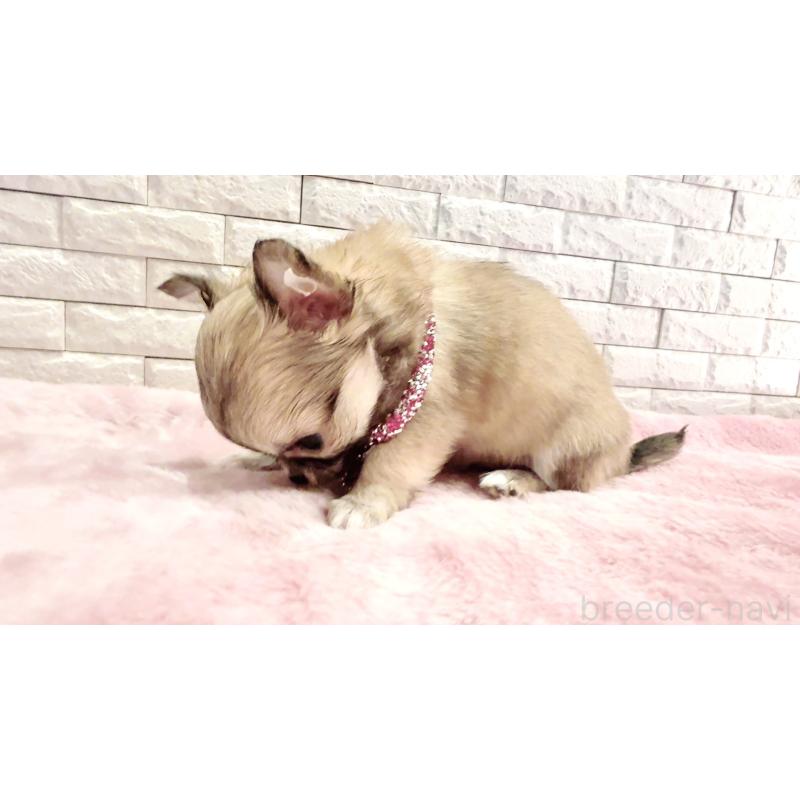 販売中の奈良県のチワワ(スムースコート)-431819の14枚目