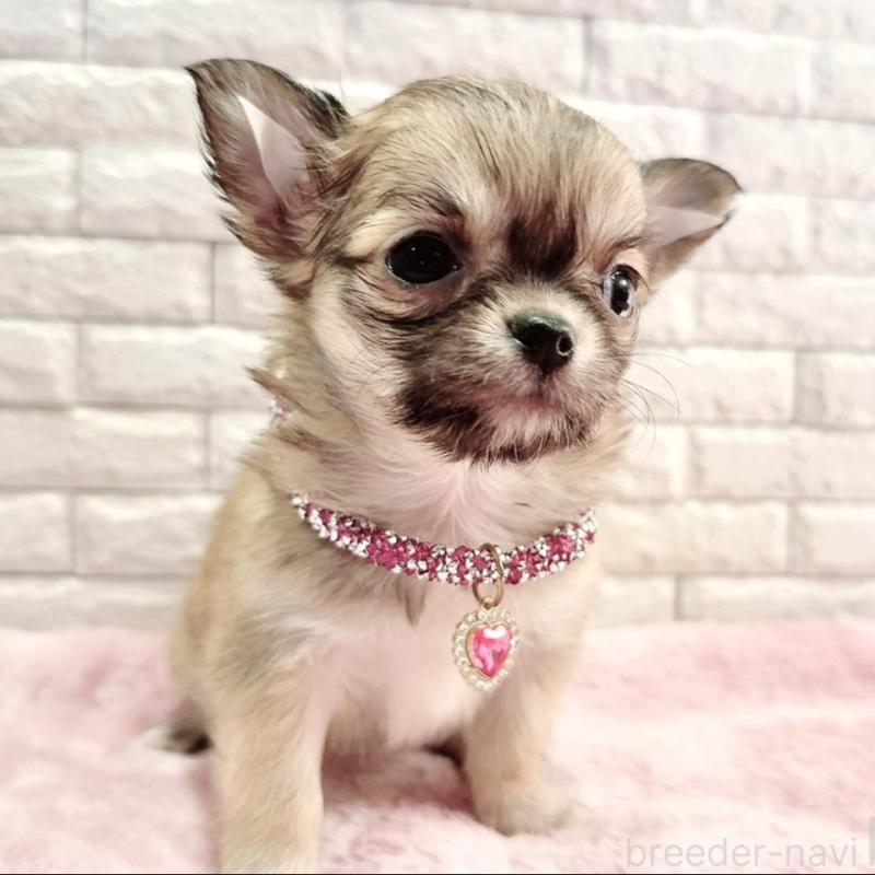 販売中の奈良県のチワワ(スムースコート)-431819の13枚目